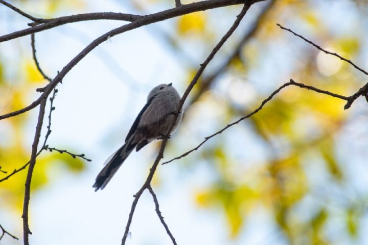 Птичка-призрак поселилась в Астраханской области