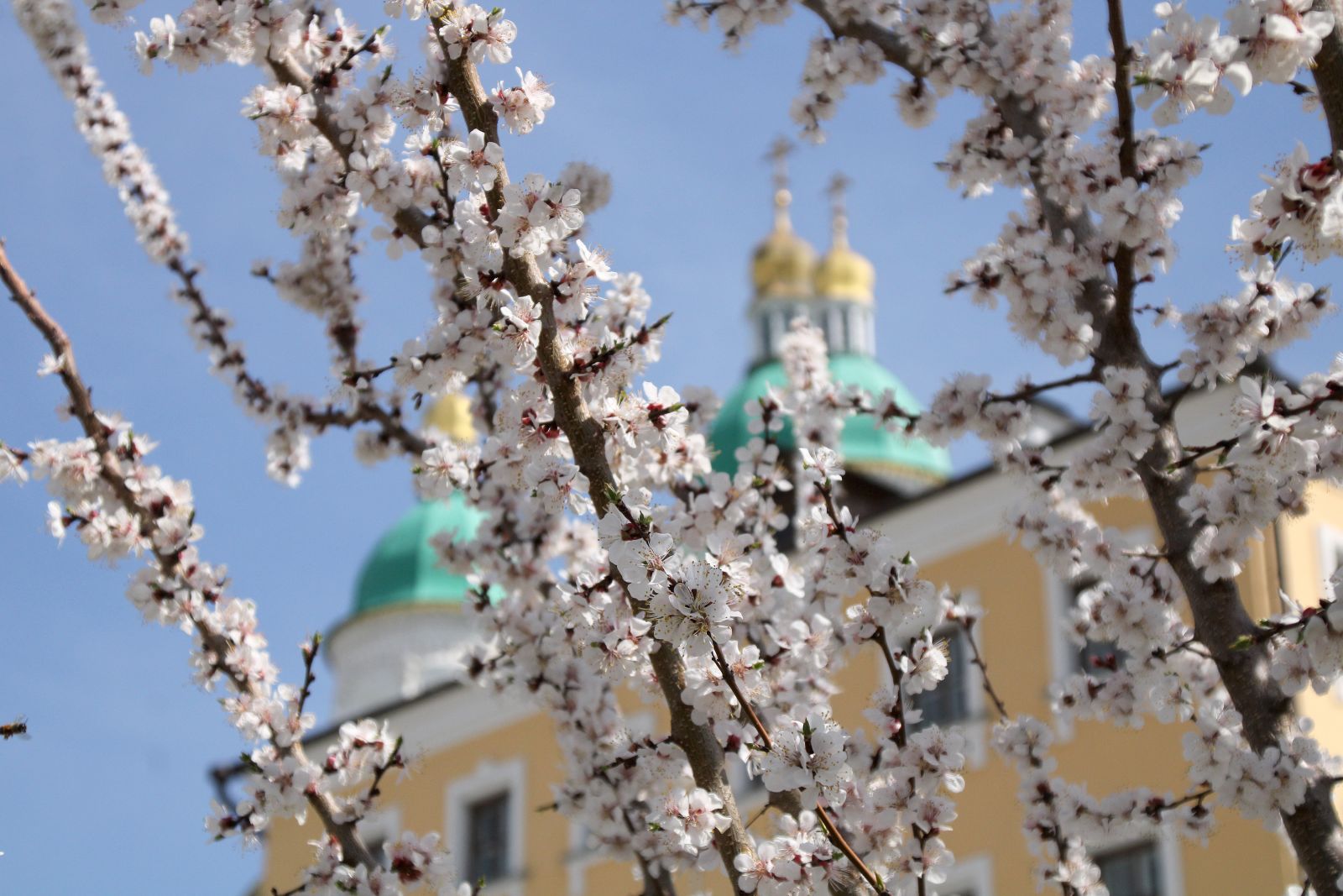 Погода в астрахани в мае 2024. Астрахань в мае. Астрахань в апреле. Астрахань цветущие деревья в мае в городе.