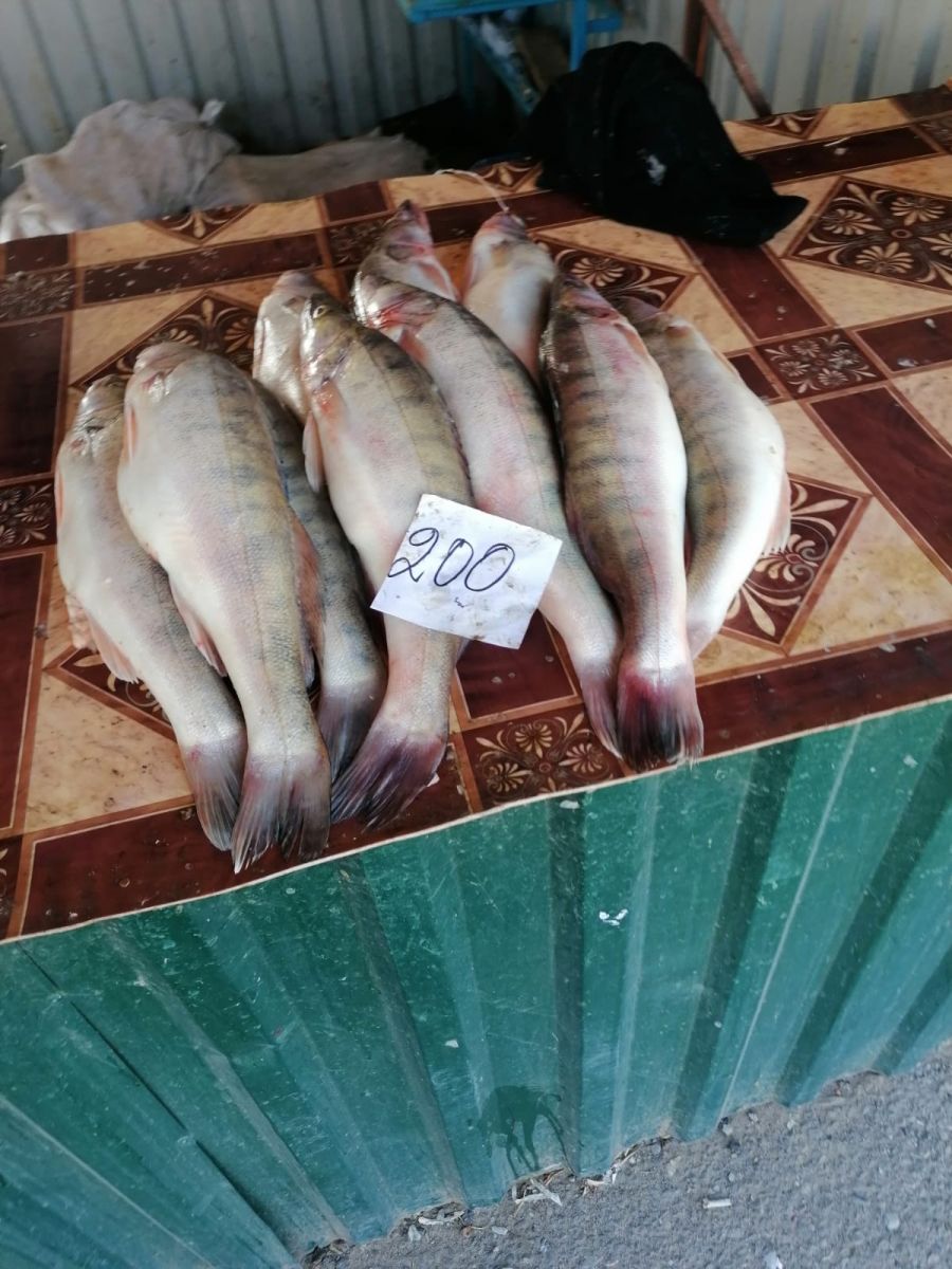 Самая дорогая рыба: факты и особенности рыб с высокой стоимостью за килограмм
