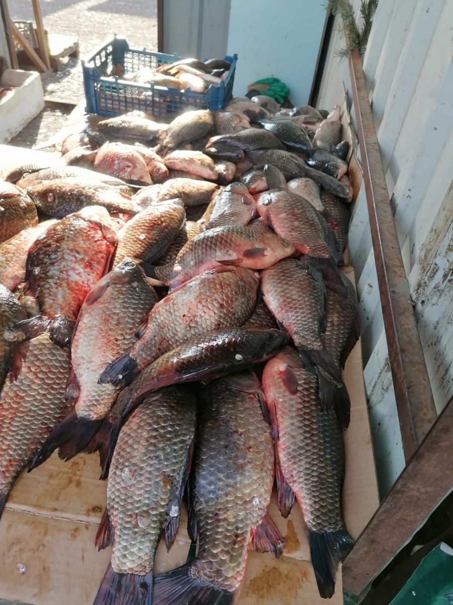 Какая рыба в астрахани в апреле. Много рыбы. Астрахань рыба. Астрахань рыбалка рынок. Рыбы Астраханской области.