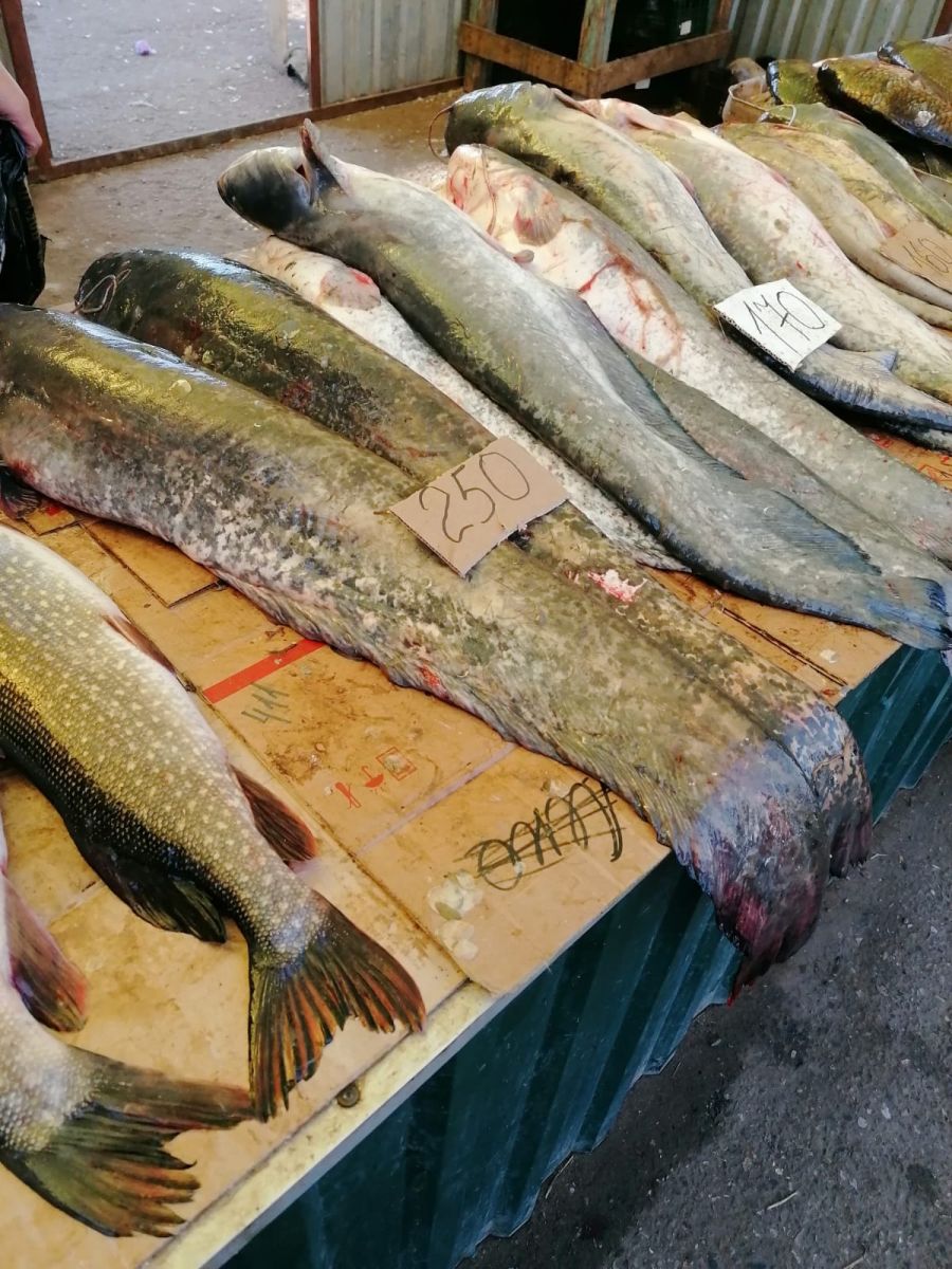 Рыба в астрахани есть. Астраханский рынок рыбы. Рыбный рынок в Астрахани. Сом Астрахань рыбный рынок. Недорогая рыба.