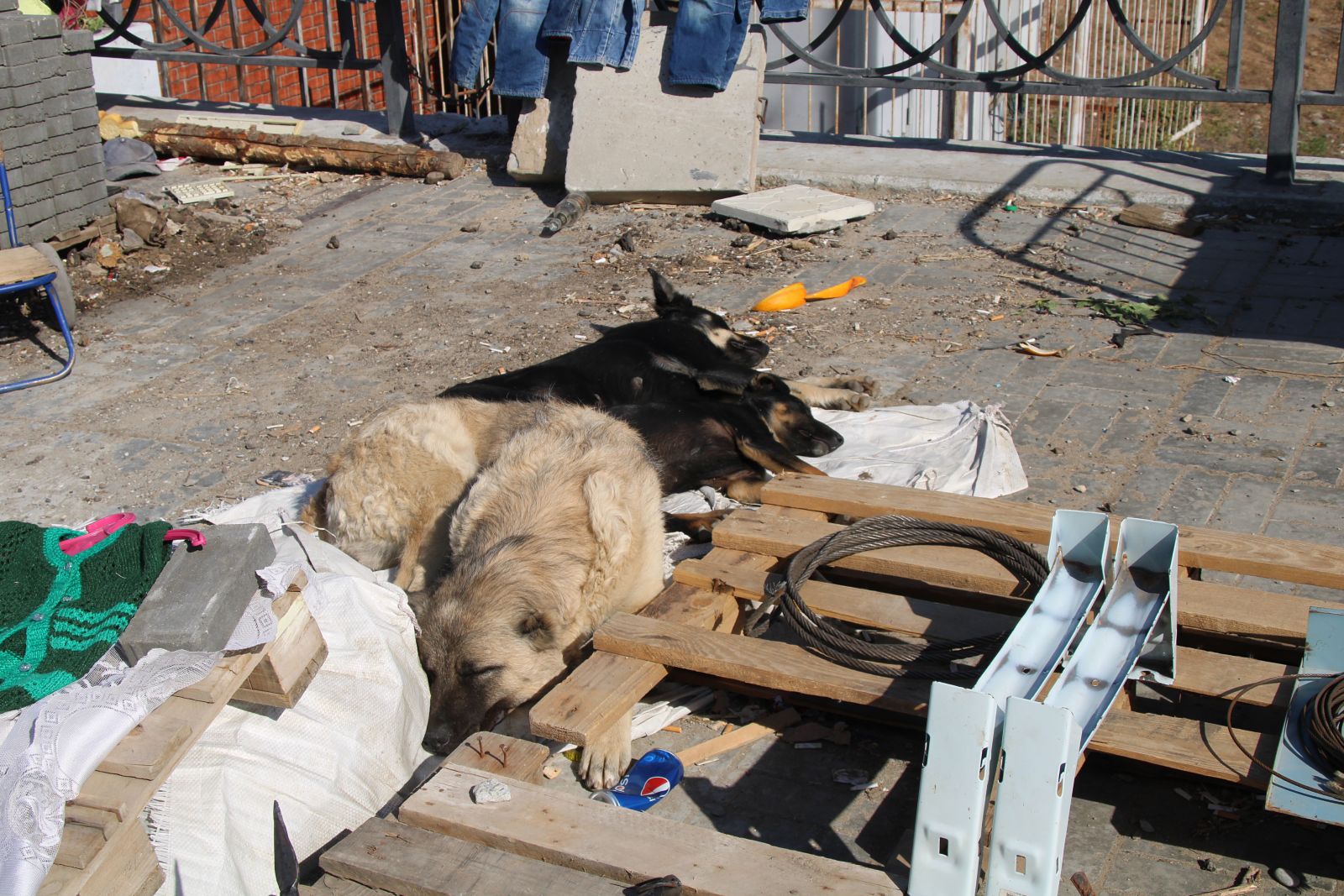 Бродячие собаки Астрахань. Бездомные собаки в Астрахани. Бродячие собаки на солнышке. Собаки разом поднялись и с лаем