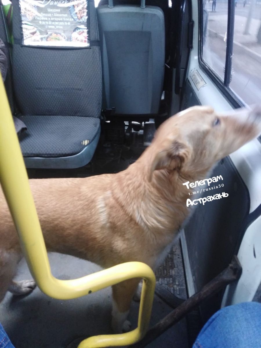 Можно с собакой в автобус. Собака транспорт. Собака в маршрутке. Дворняга в автобусе. Бездомная дворняга в трамвае.