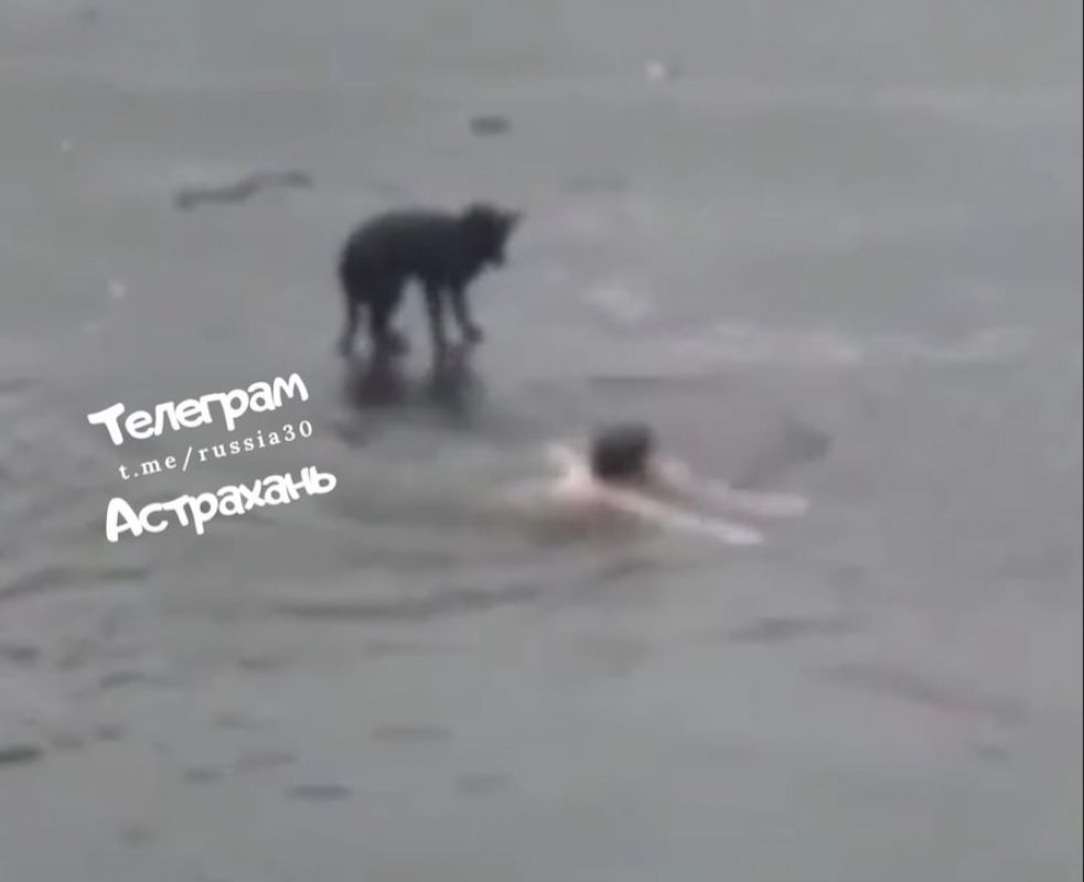 Мужчина спас собаку. Мужик спасает тонущую собаку.