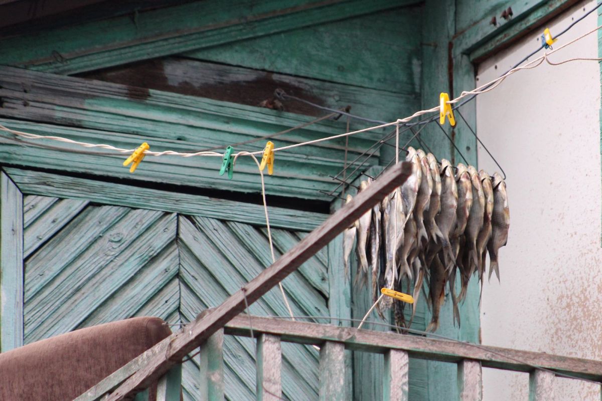 Селедка хищник или нет. Ограничат вылов воблы. Рыбалка в Астрахани март. Запрет на вылов рыбы в Иркутской области.
