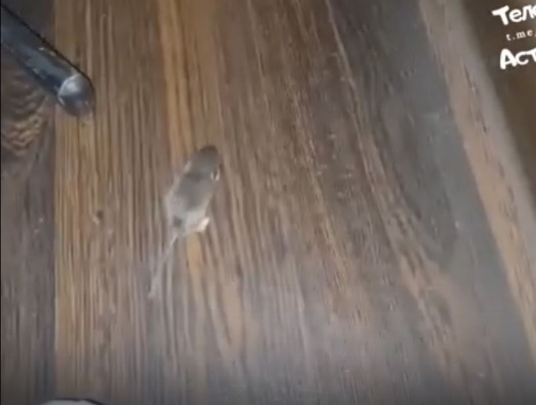 Мыши пробежали предложение