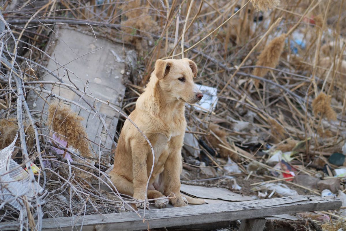 Бездомные собаки астрахань. Бродячие собаки астрахань. Бездомные собаки астрахань. Бродячие собаки астрахань. Бродячие собаки астрахань.