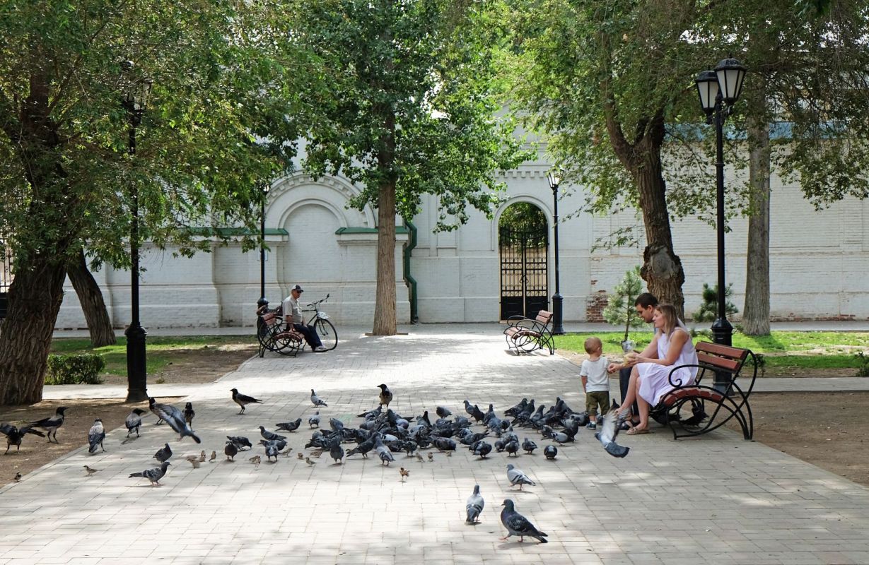 Деревья астрахани фото и названия