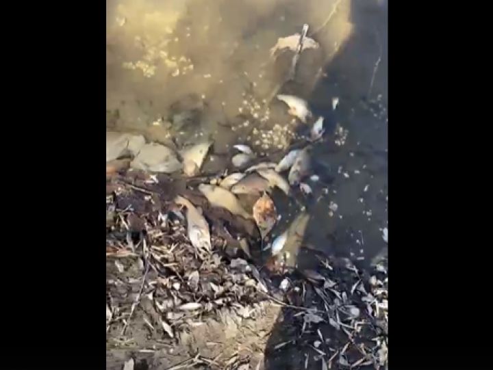 Бара рыба астрахань