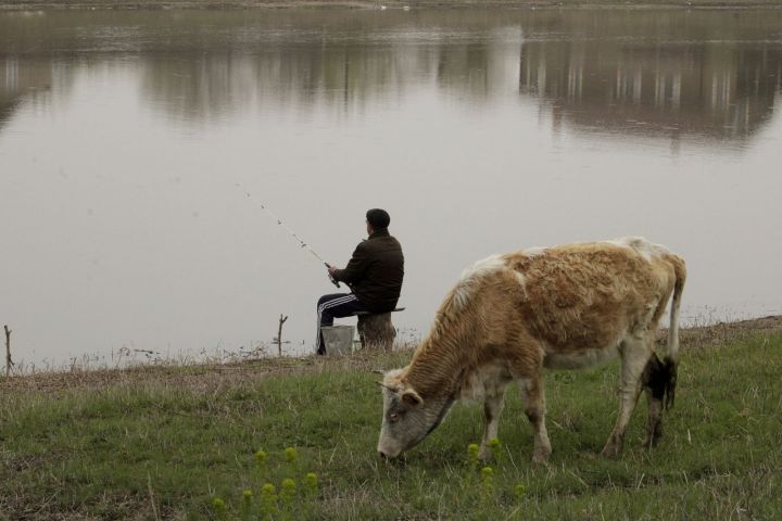 Самый опасный клещ в мире фото