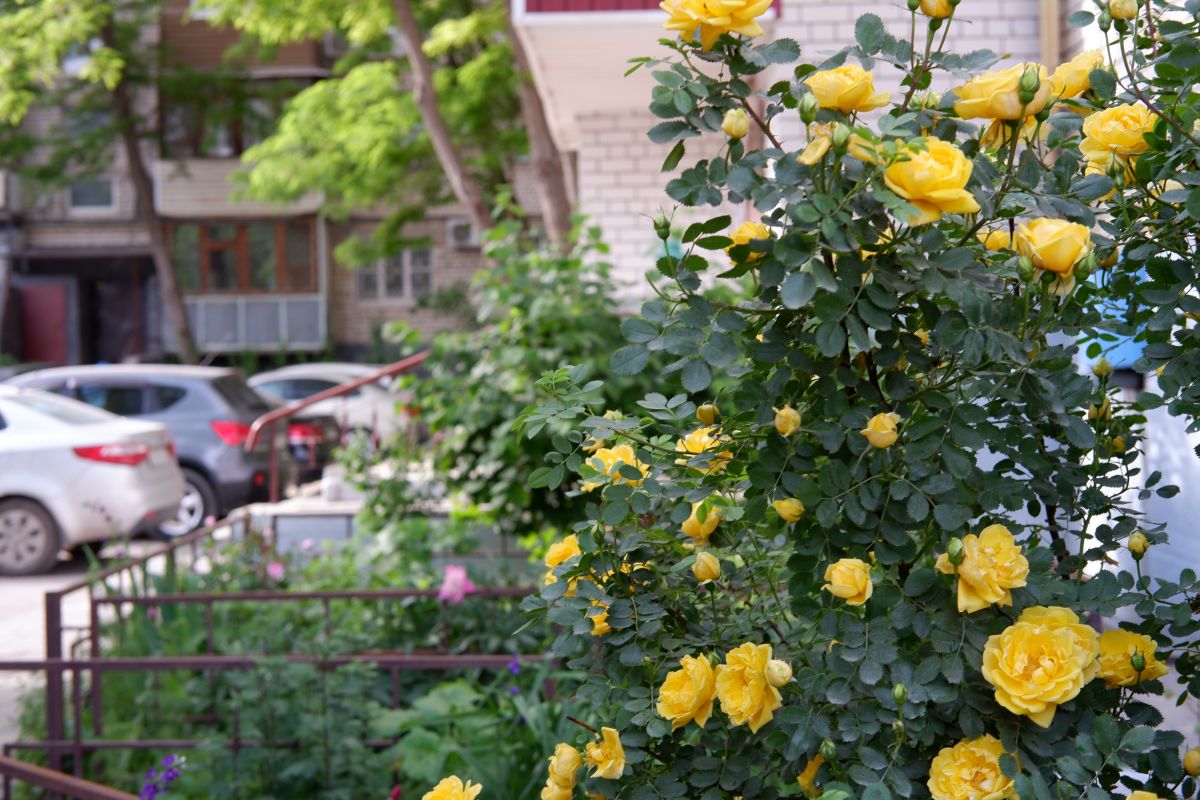 Сегодня главные цветы палисадников - пионы, ирисы, кустовые розы