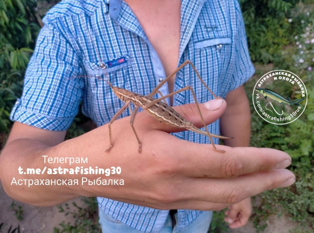 КаспийИнфо. Новости Астрахани и региона