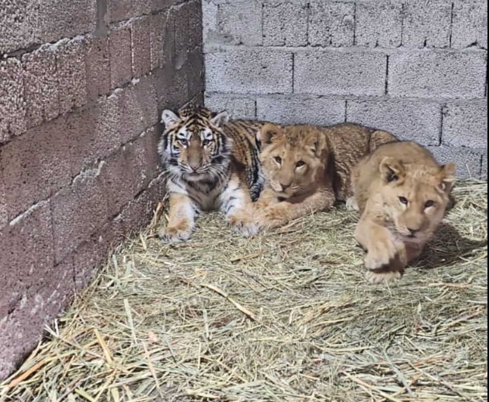 кормление тигрят. бежевый тигренок живой. кот. нашли тигренка. нашли тигренка.