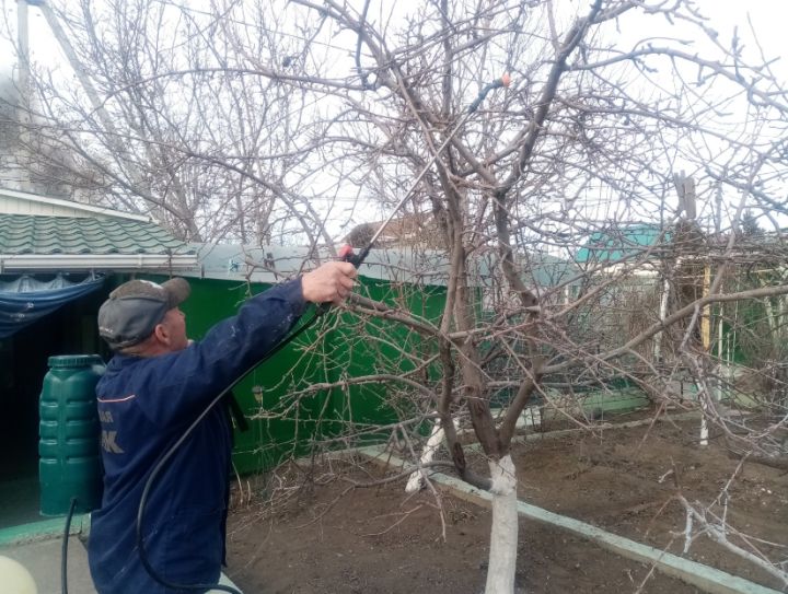 Когда и чем нужно подкормить плодовые деревья и кустарники весной