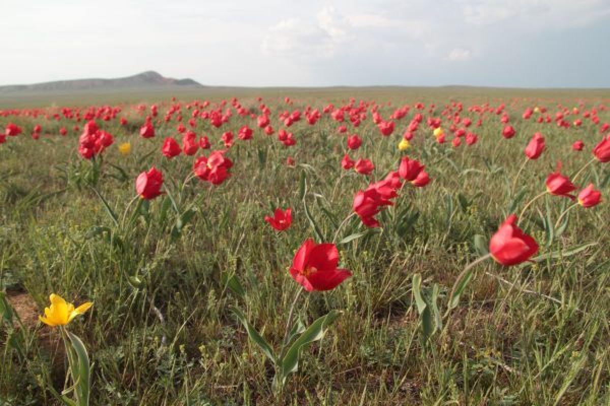 КаспийИнфо. Новости Астрахани и региона