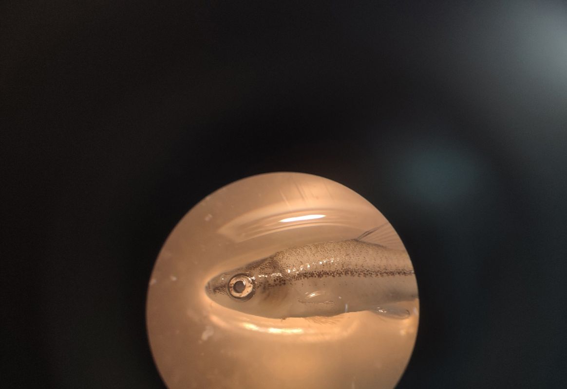 КаспийИнфо. Новости Астрахани и региона