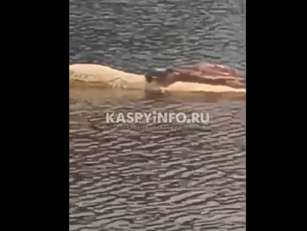 КаспийИнфо. Новости Астрахани и региона