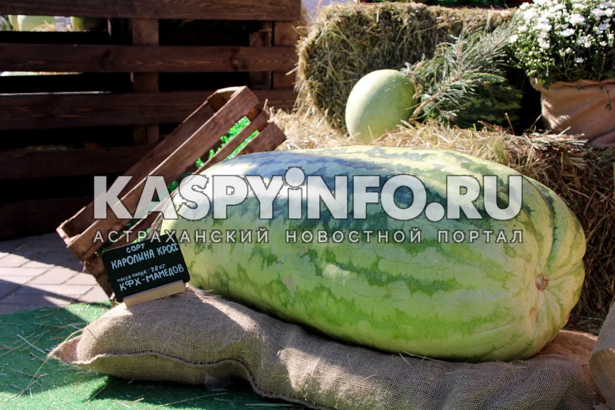 КаспийИнфо. Новости Астрахани и региона
