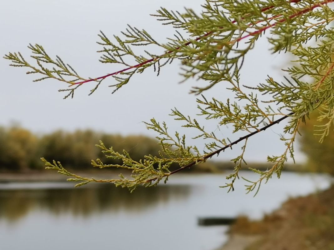 КаспийИнфо. Новости Астрахани и региона