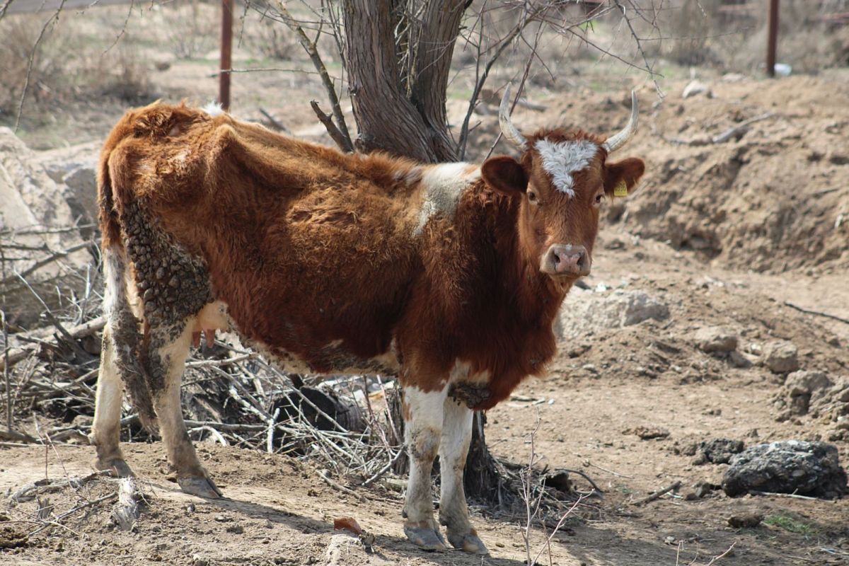 КаспийИнфо. Новости Астрахани и региона