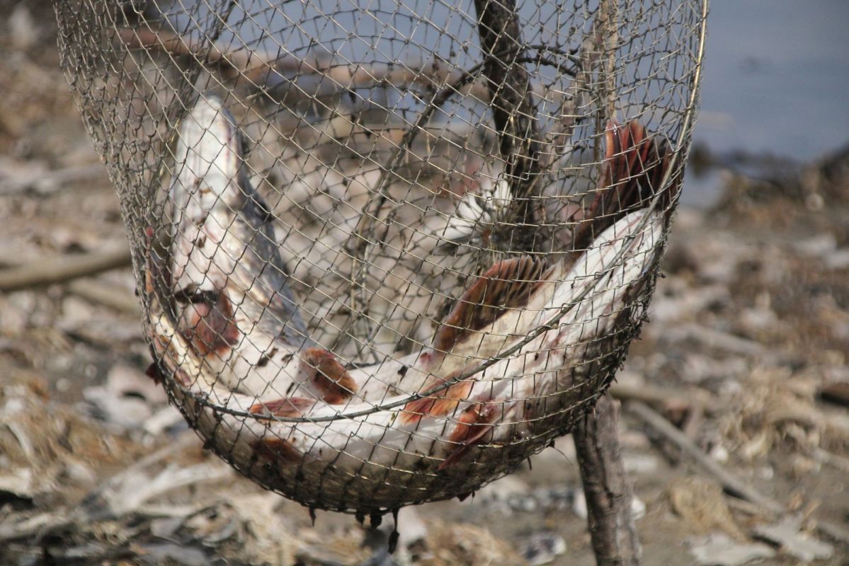 КаспийИнфо. Новости Астрахани и региона