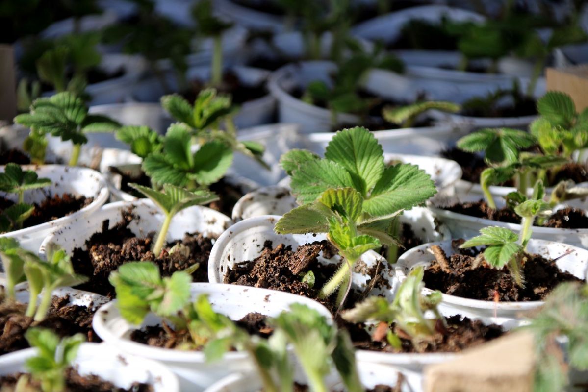 КаспийИнфо. Новости Астрахани и региона