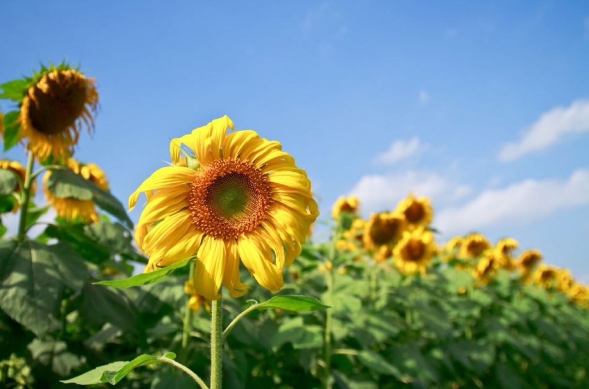 Фото © freepik.com