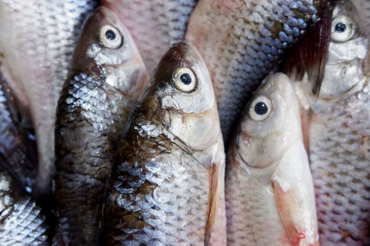 КаспийИнфо. Новости Астрахани и региона