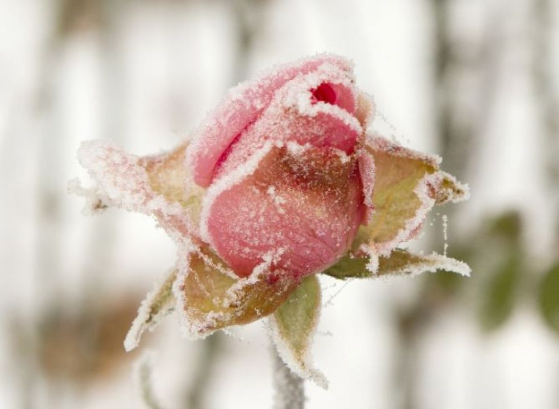 Фото © freepik.com