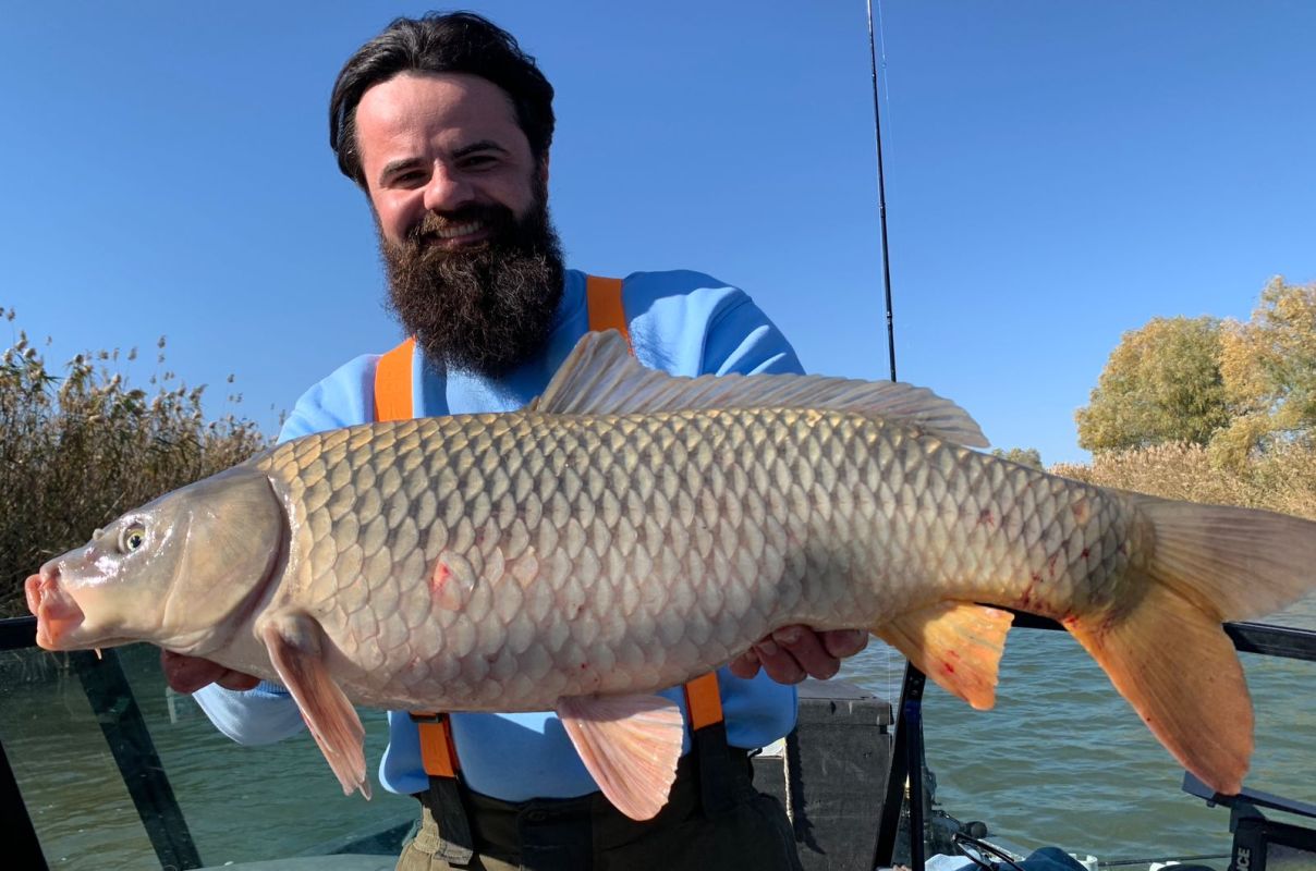 Самые большие концентрации сазана можно найти ближе к раскатам.