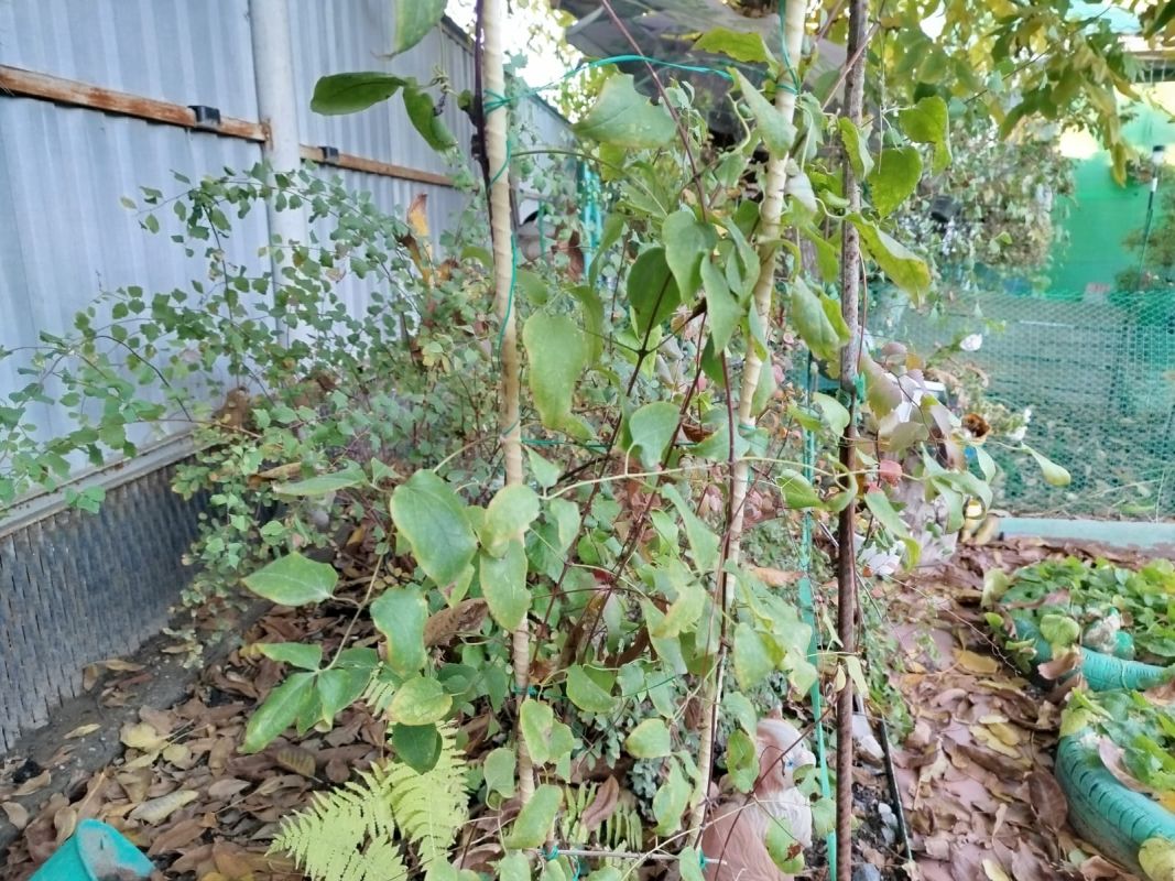 КаспийИнфо. Новости Астрахани и региона