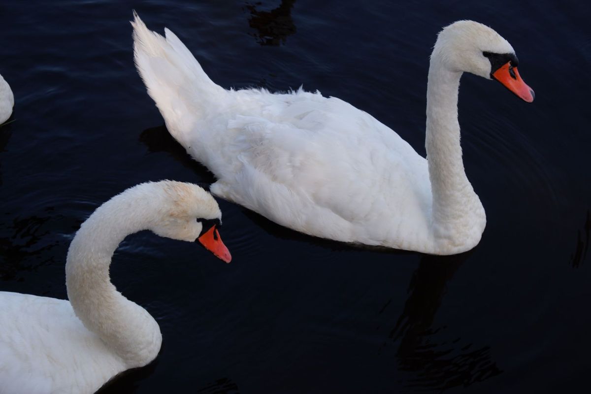 КаспийИнфо. Новости Астрахани и региона