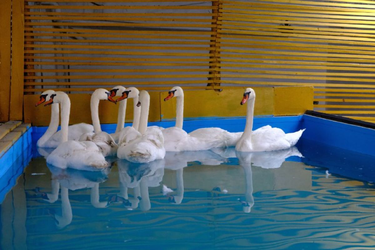 Птицы будут зимовать в утепленном помещении с отоплением и бассейном