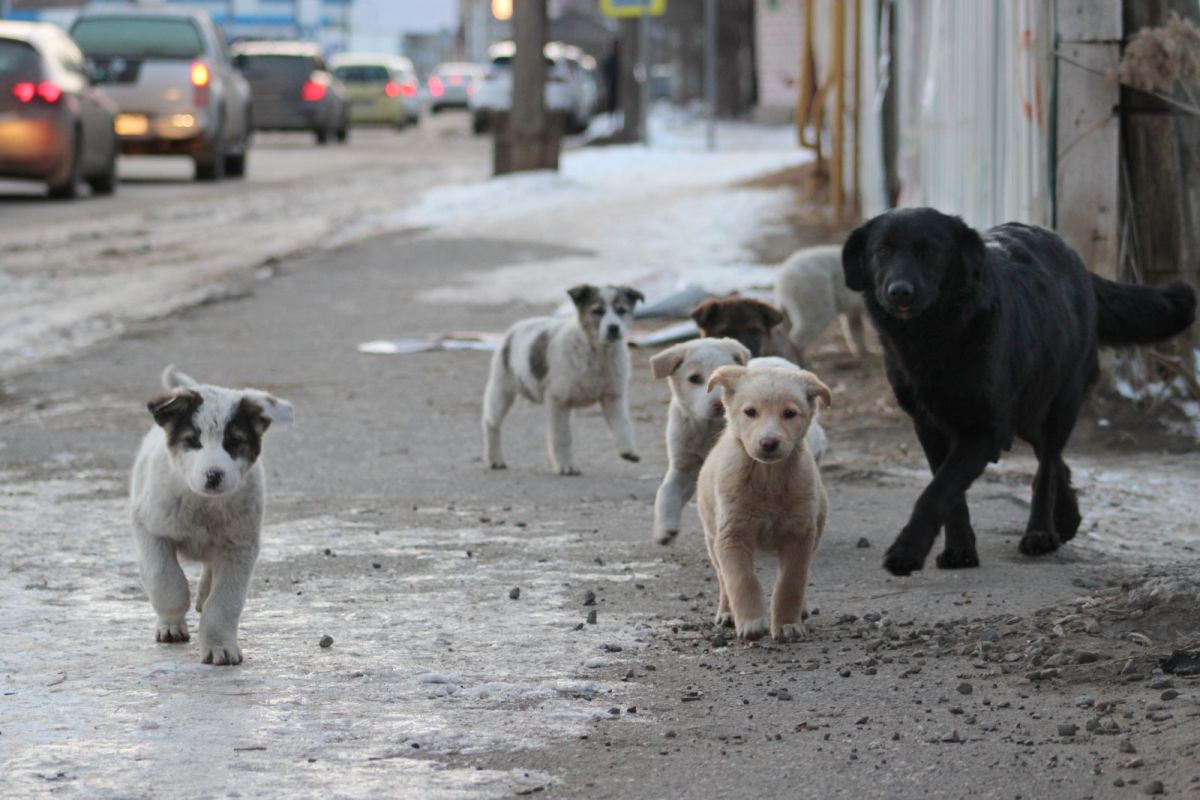 КаспийИнфо. Новости Астрахани и региона