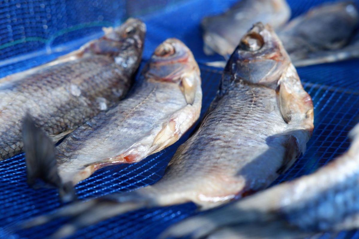 КаспийИнфо. Новости Астрахани и региона