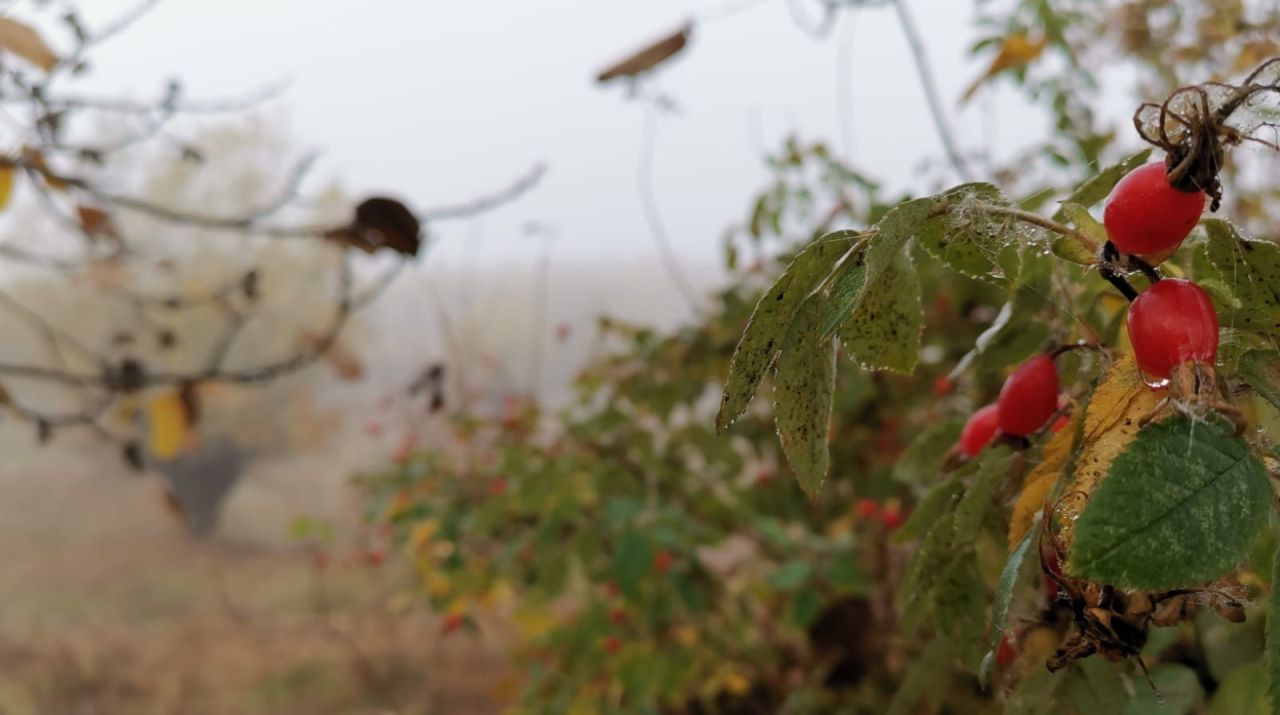 КаспийИнфо. Новости Астрахани и региона