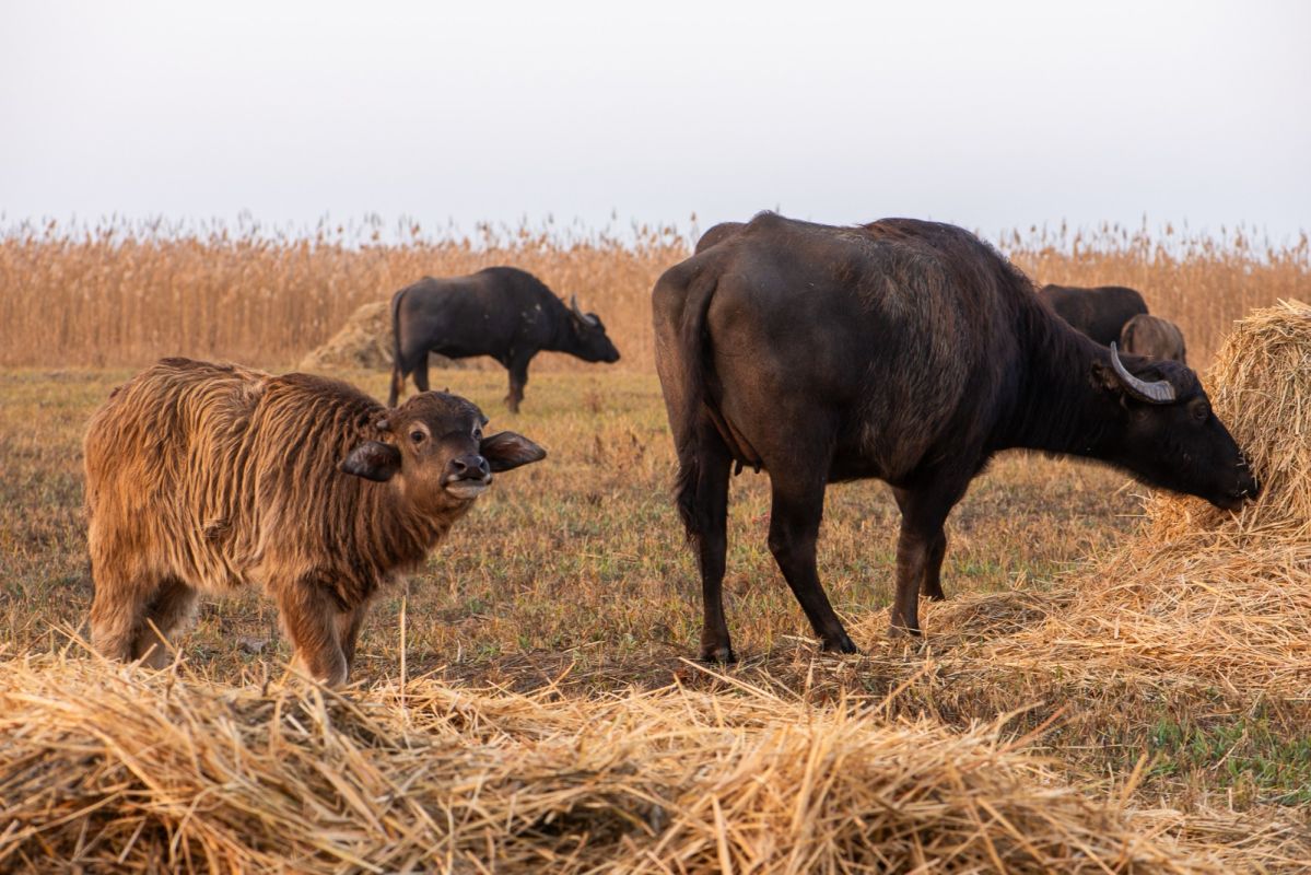 КаспийИнфо. Новости Астрахани и региона