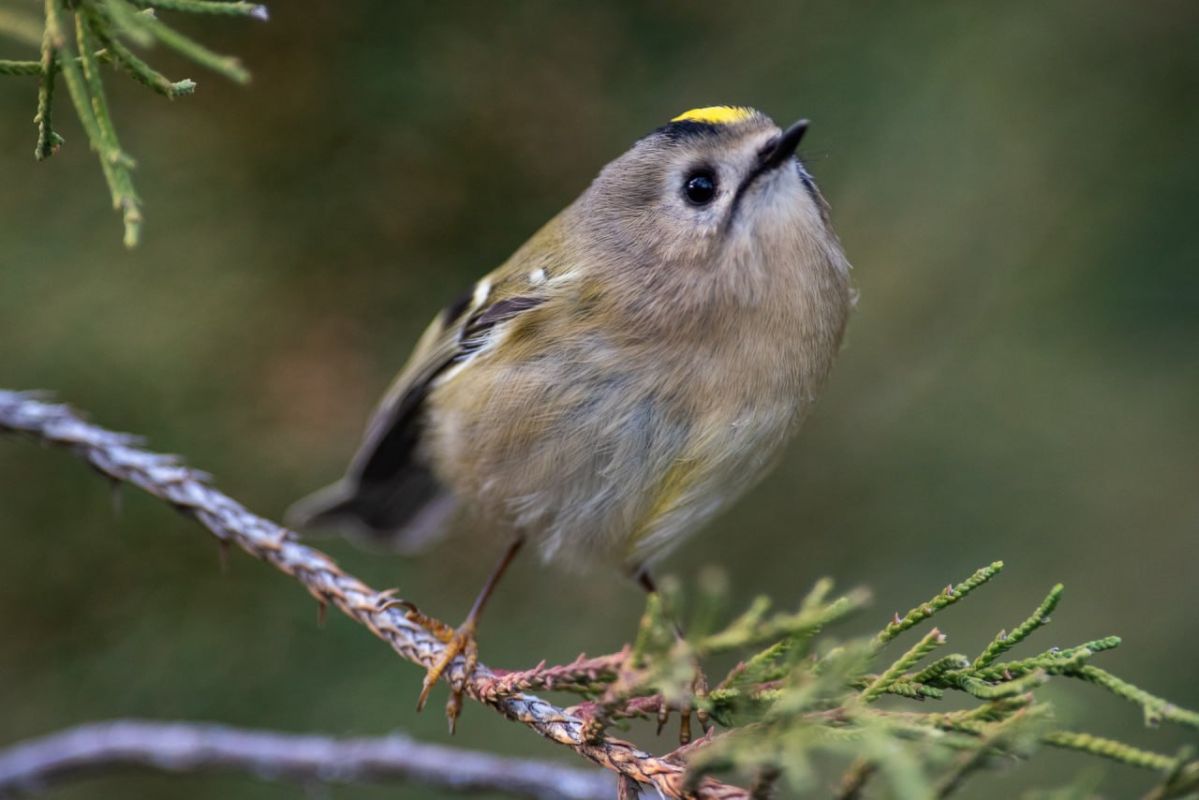 КаспийИнфо. Новости Астрахани и региона