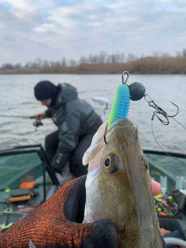 В декабре размеры судака в уловах заметно выросли, трешки-четверки не редкость, и это не может не радовать