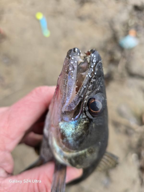 КаспийИнфо. Новости Астрахани и региона