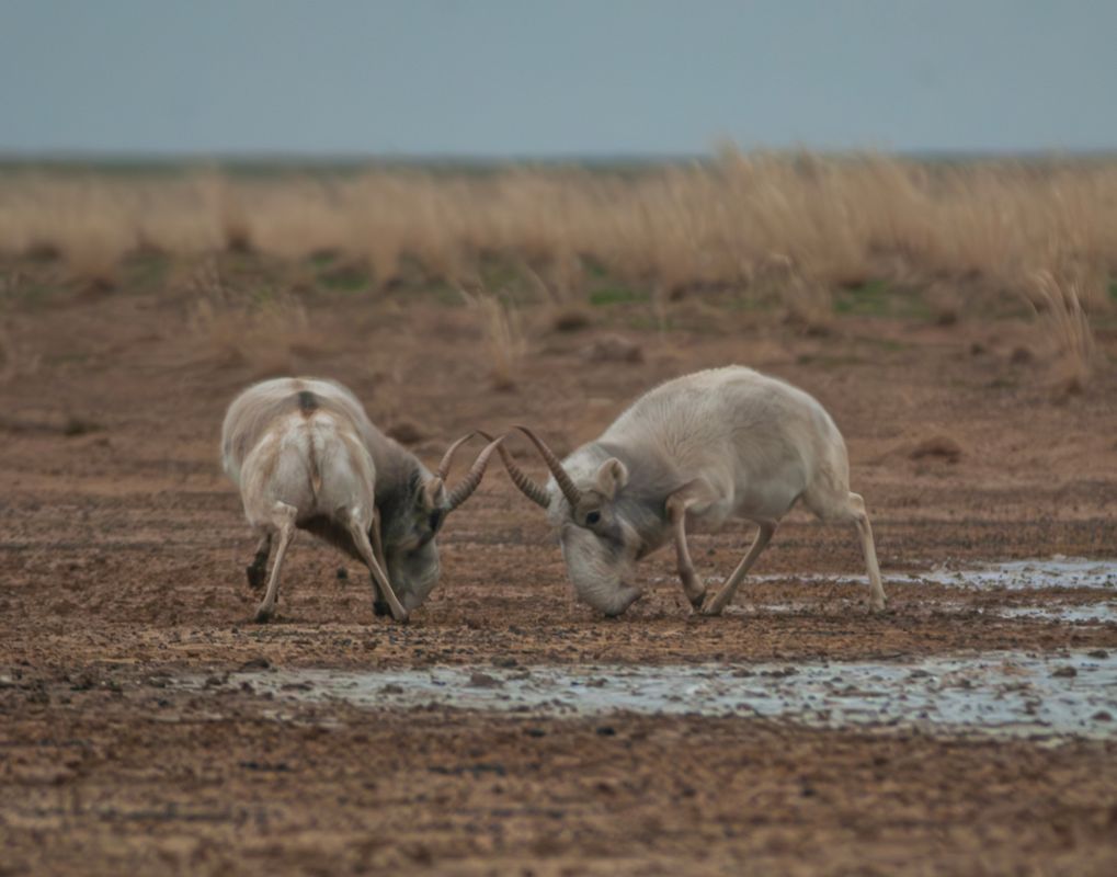 КаспийИнфо. Новости Астрахани и региона