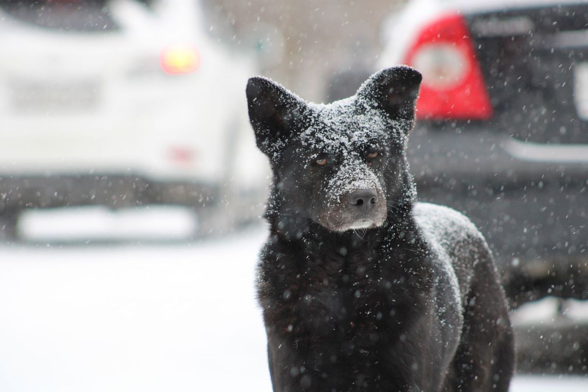 КаспийИнфо. Новости Астрахани и региона