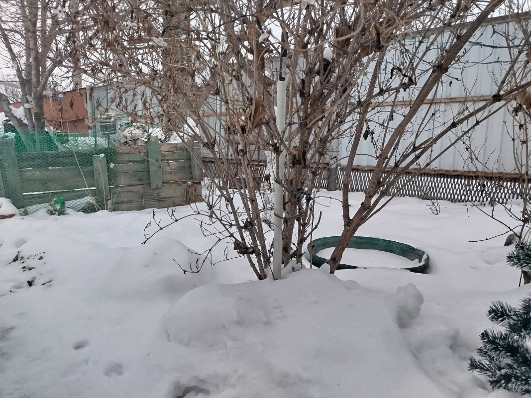 Снег не просто украшает наш участок, он бережно сохраняет жизнь растений под своим покровом.