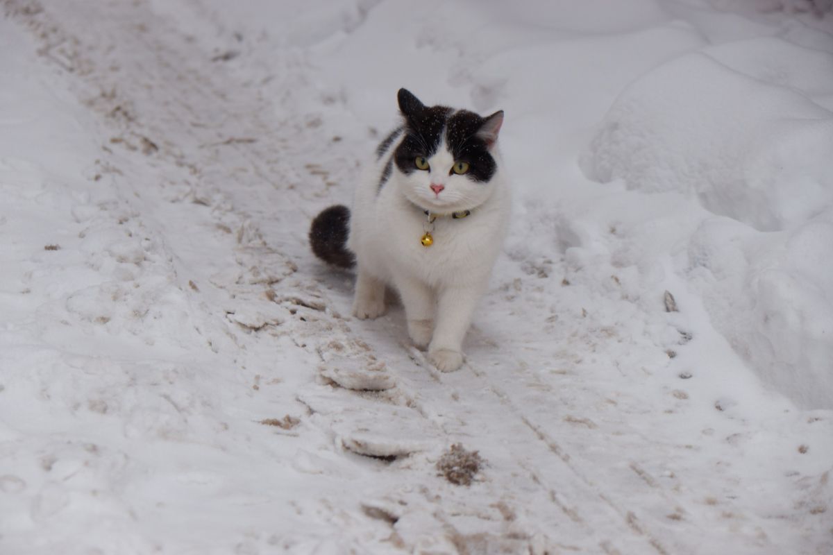 КаспийИнфо. Новости Астрахани и региона