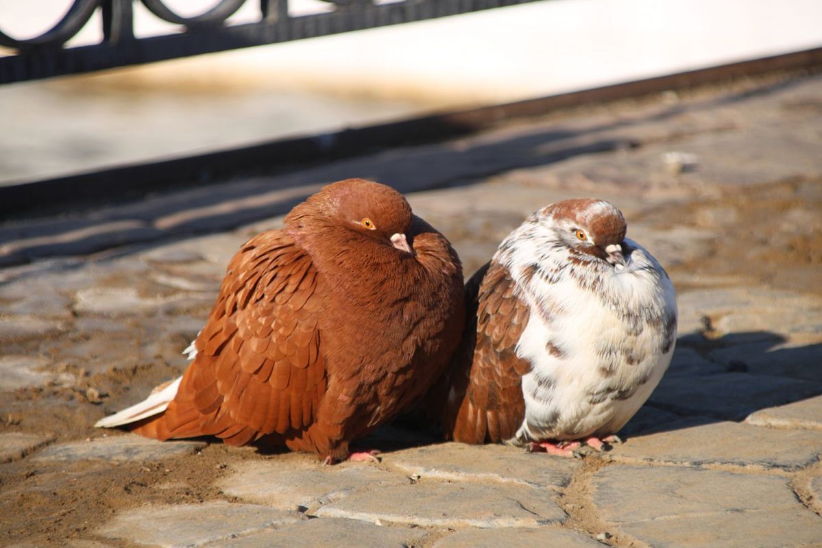 КаспийИнфо. Новости Астрахани и региона