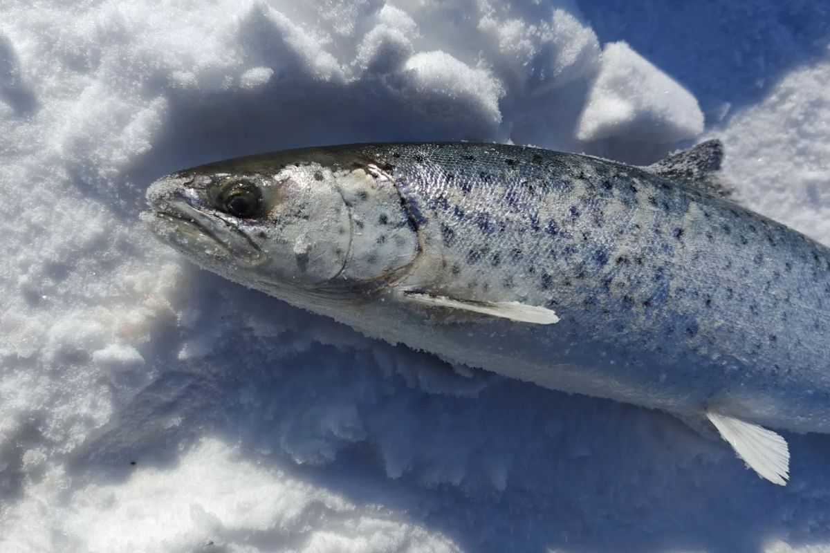 КаспийИнфо. Новости Астрахани и региона