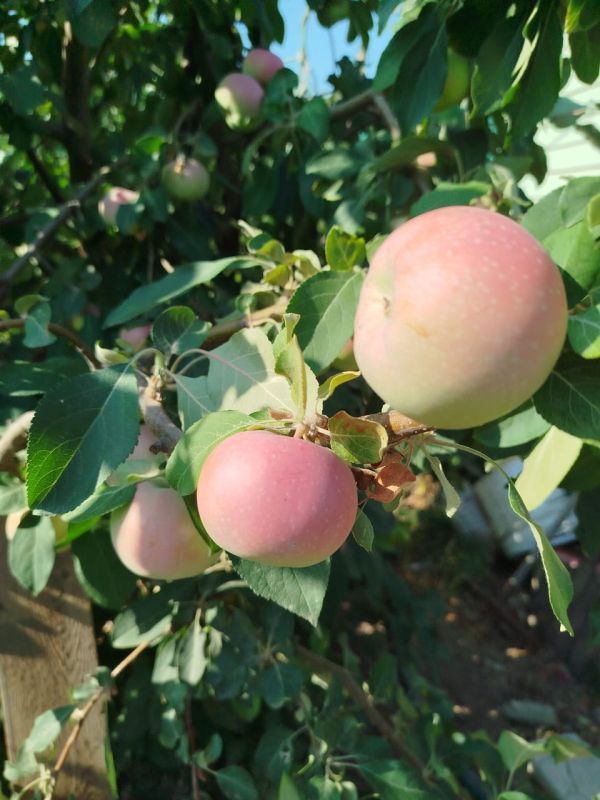 КаспийИнфо. Новости Астрахани и региона