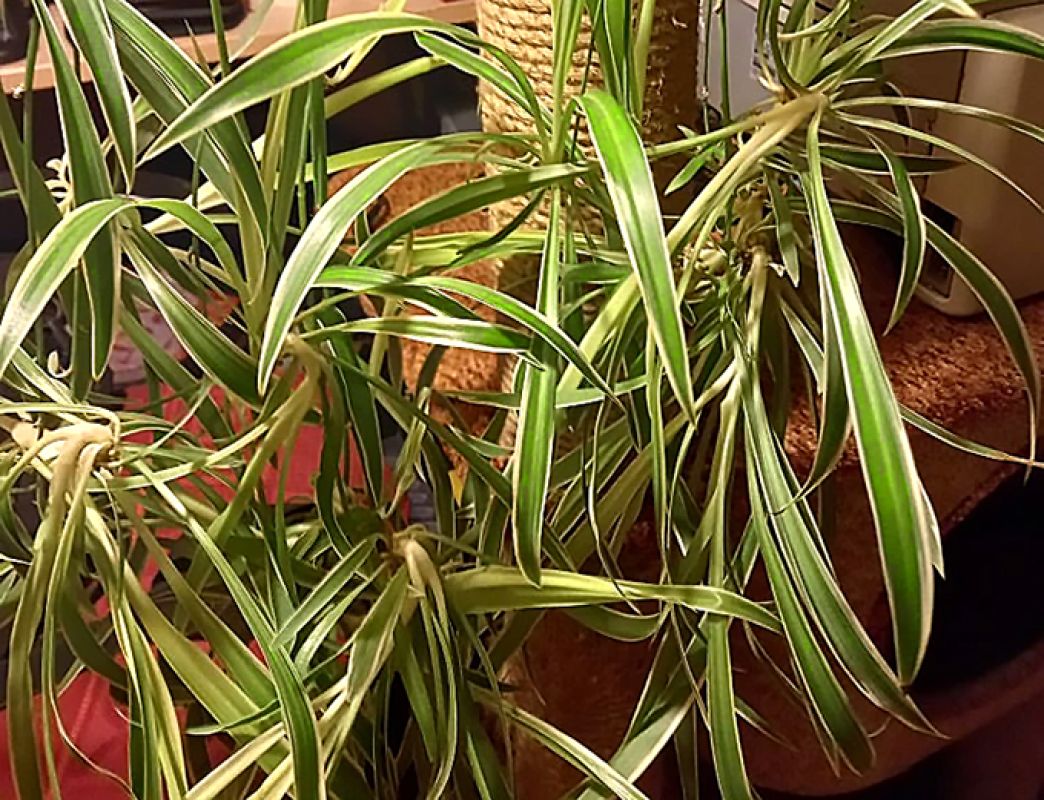 КаспийИнфо. Новости Астрахани и региона