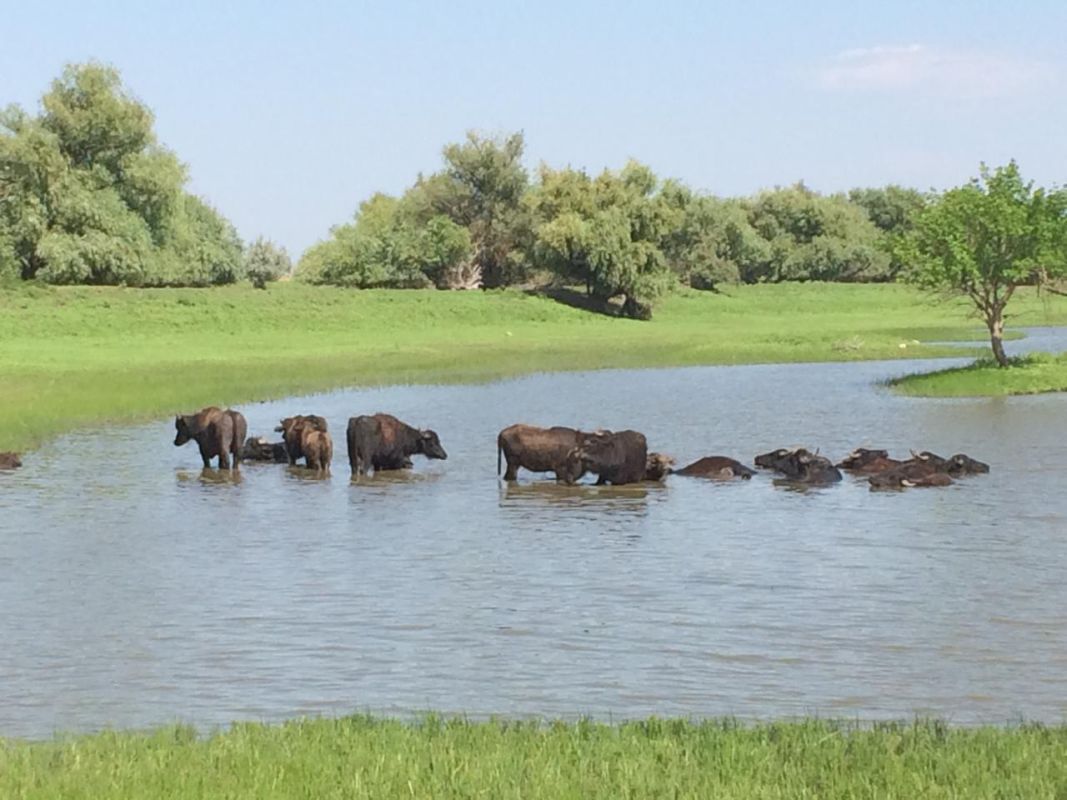 КаспийИнфо. Новости Астрахани и региона