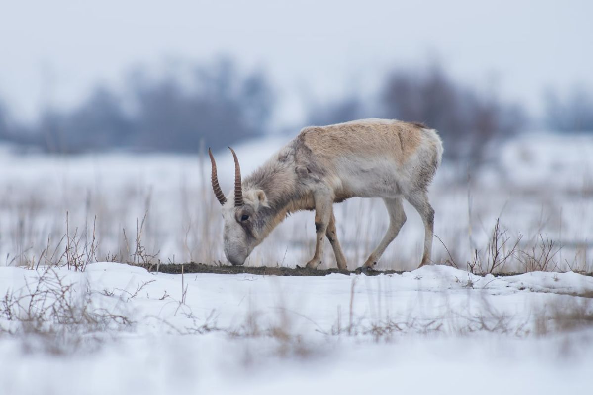 КаспийИнфо. Новости Астрахани и региона
